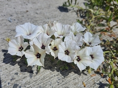 Exodeconus maritimus