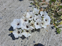 Exodeconus maritimus