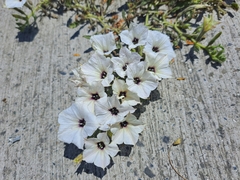 Exodeconus maritimus