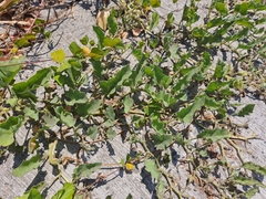 Exodeconus maritimus