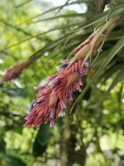 Tillandsia fragrans