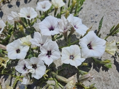 Exodeconus maritimus
