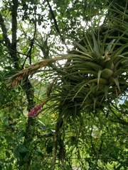 Tillandsia fragrans