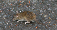 Rattus norvegicus