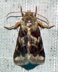 Schinia lynx