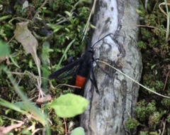 Synanthedon rubrofascia