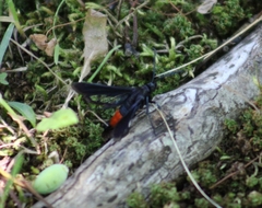 Synanthedon rubrofascia