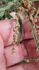 Amaranthus muricatus