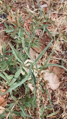 Amaranthus muricatus