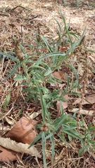 Amaranthus muricatus