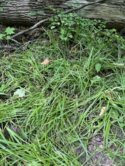 Carex cephaloidea