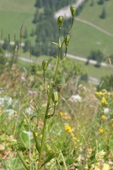 Lilium bulbiferum