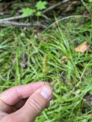 Carex cephaloidea