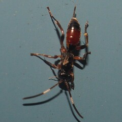 Pleolophus indistinctus