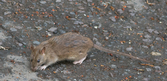 Rattus norvegicus