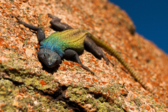 Platysaurus intermedius rhodesianus
