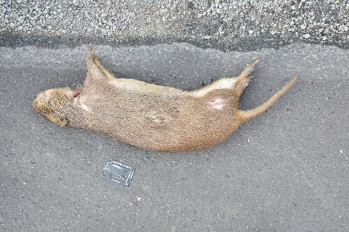 Greater Cane Rat