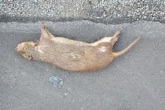 Thryonomys swinderianus