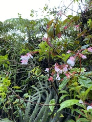 Begonia domingensis