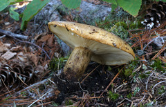 Lactarius sordidus