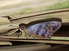 Polygonus savigny savigny