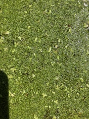 Wolffia brasiliensis