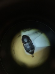 Caplothorax lugubris