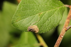 Stigmella plagicolella