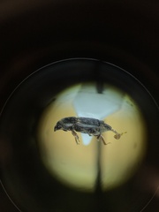Caplothorax lugubris