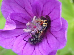 Tenthredo radoszkowskii