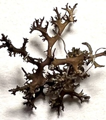 Cetraria muricata