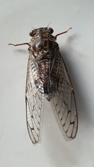 Cicada