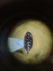 Caplothorax lugubris