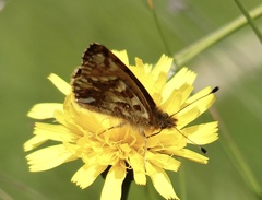 Boloria pales