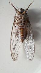 Cicada