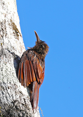 Dendrocolaptes picumnus