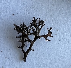 Cetraria muricata