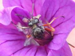 Tenthredo radoszkowskii