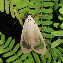 Amerila astreus