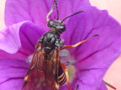 Tenthredo radoszkowskii