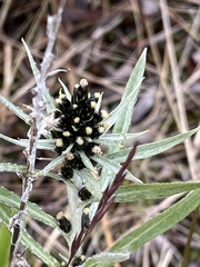 Omalotheca norvegica