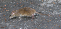 Rattus norvegicus