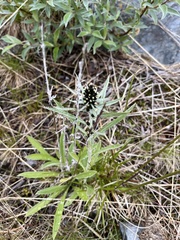 Omalotheca norvegica