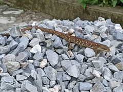 Gerrhonotus ophiurus