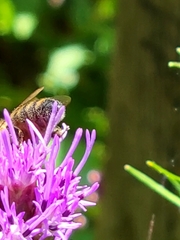 Apis mellifera