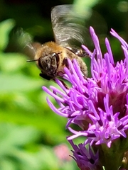 Apis mellifera