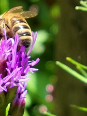 Apis mellifera