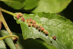 Eriophyes homophyllus