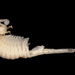 Eubranchipus intricatus - Photo 由 chrisfrazier 所上傳的 (c) chrisfrazier，保留部份權利CC BY-NC-ND