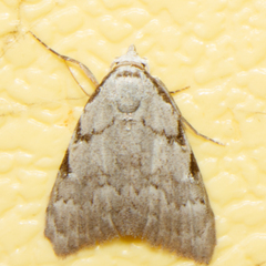 Nola triquetrana